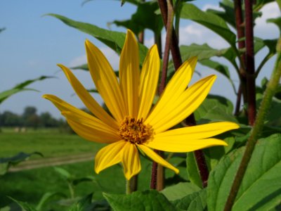 20140908Helianthus_tuberosus4