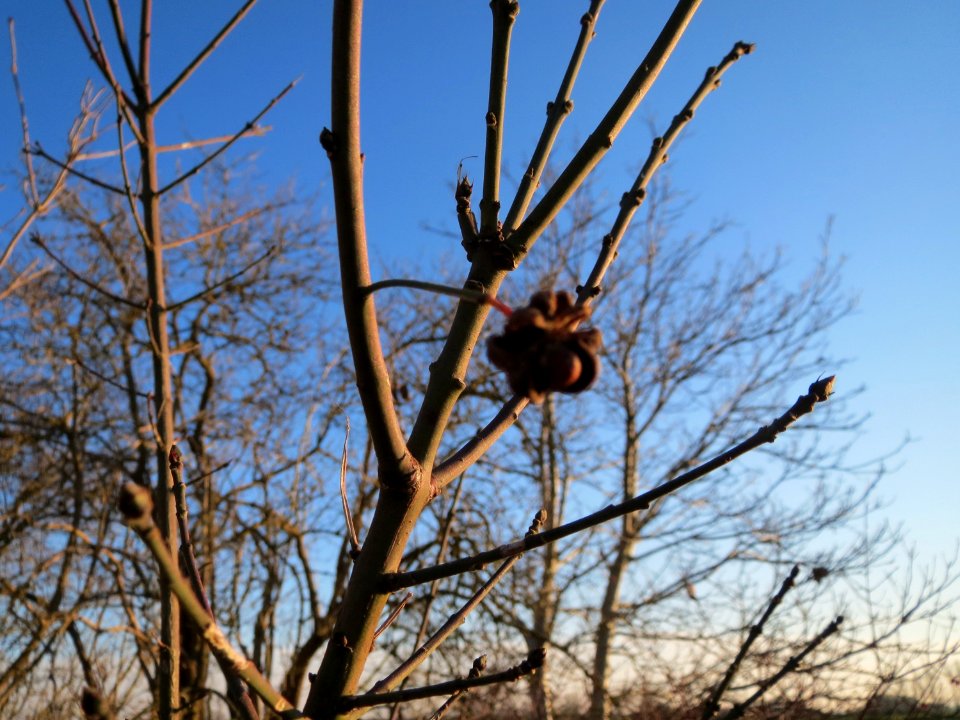 20141228Euonymus_europaeus1