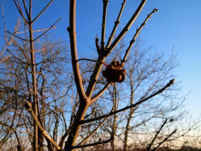 20141228Euonymus_europaeus1