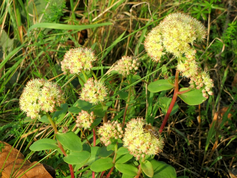 20140907Hylotelephium_telephium2