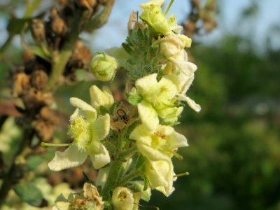 20140907Verbascum_lychnitis2