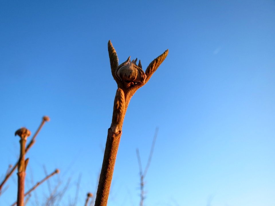 20141228Viburnum_lantana1