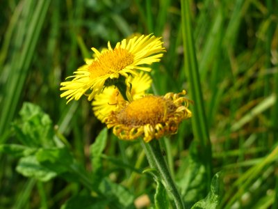 20140908Pulicaria_dysenterica09
