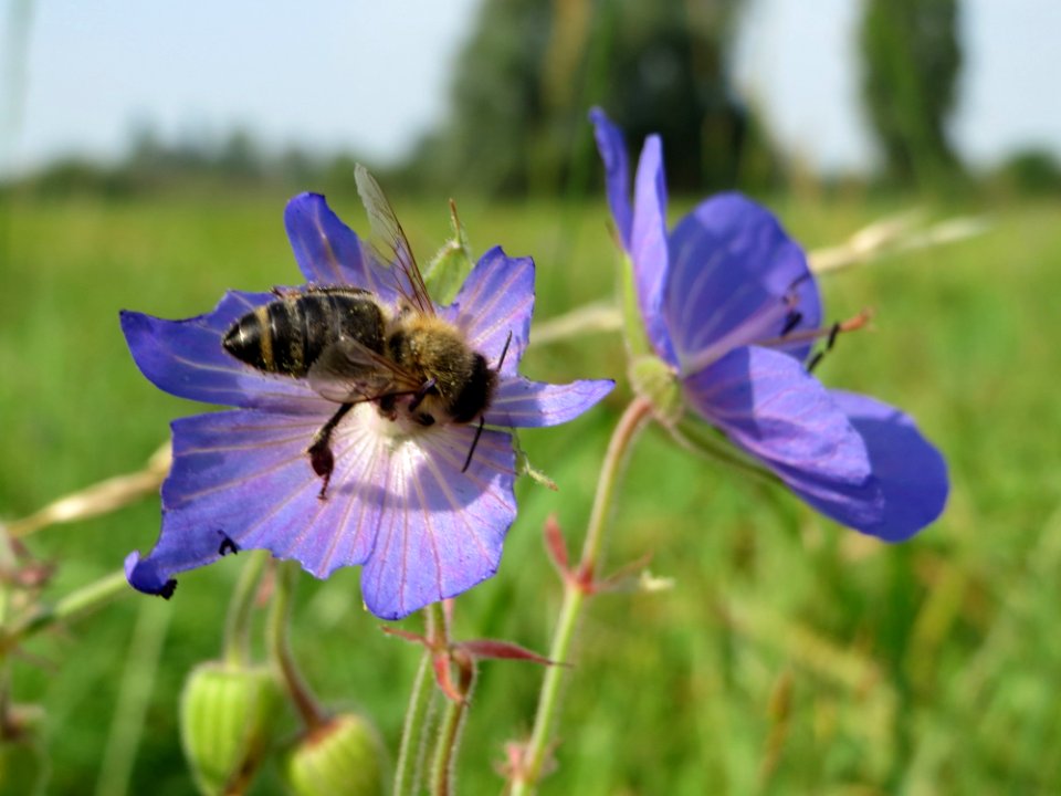 20140908Geranium_pratense1
