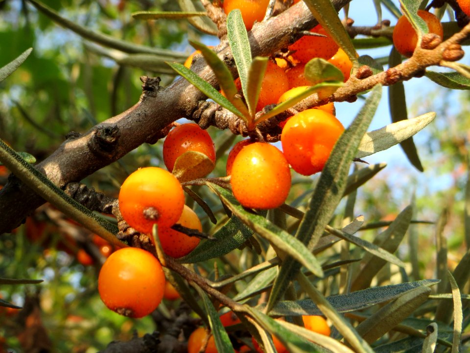 20140907Hippophae_rhamnoides5