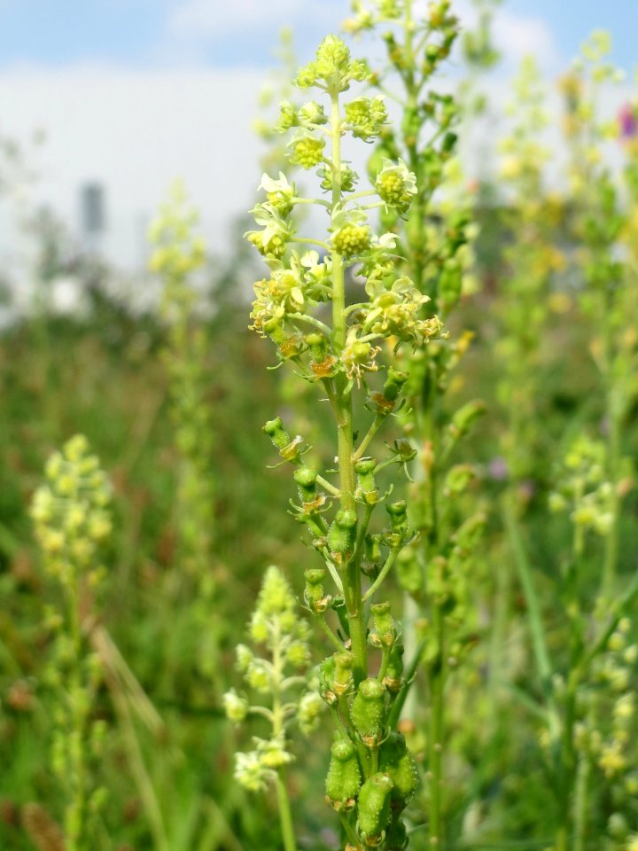 20140908Reseda_lutea2