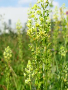 20140908Reseda_lutea2
