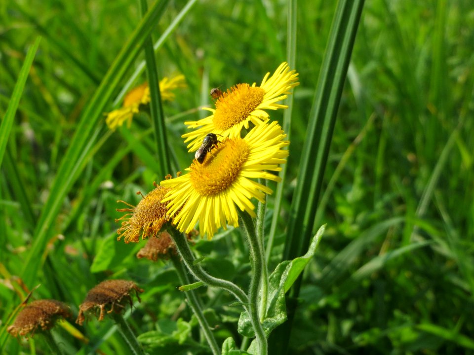 20140908Pulicaria_dysenterica11