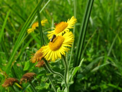 20140908Pulicaria_dysenterica11