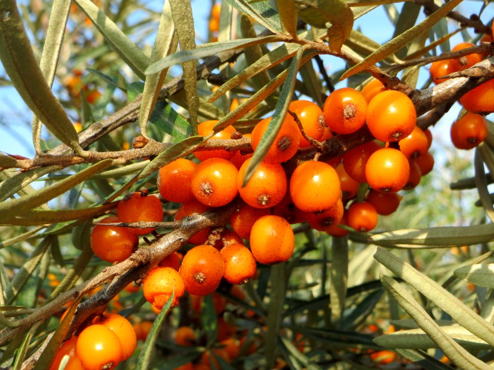 20140907Hippophae_rhamnoides2