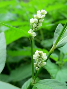 20140912Persicaria_lapathifolia2