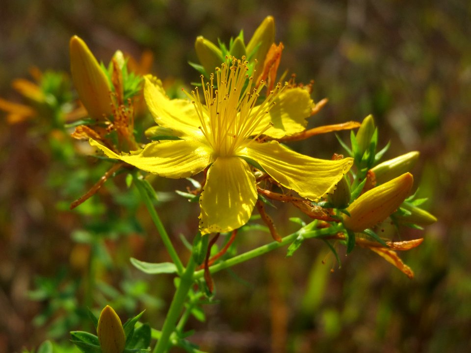 20140906Hypericum_perforatum3