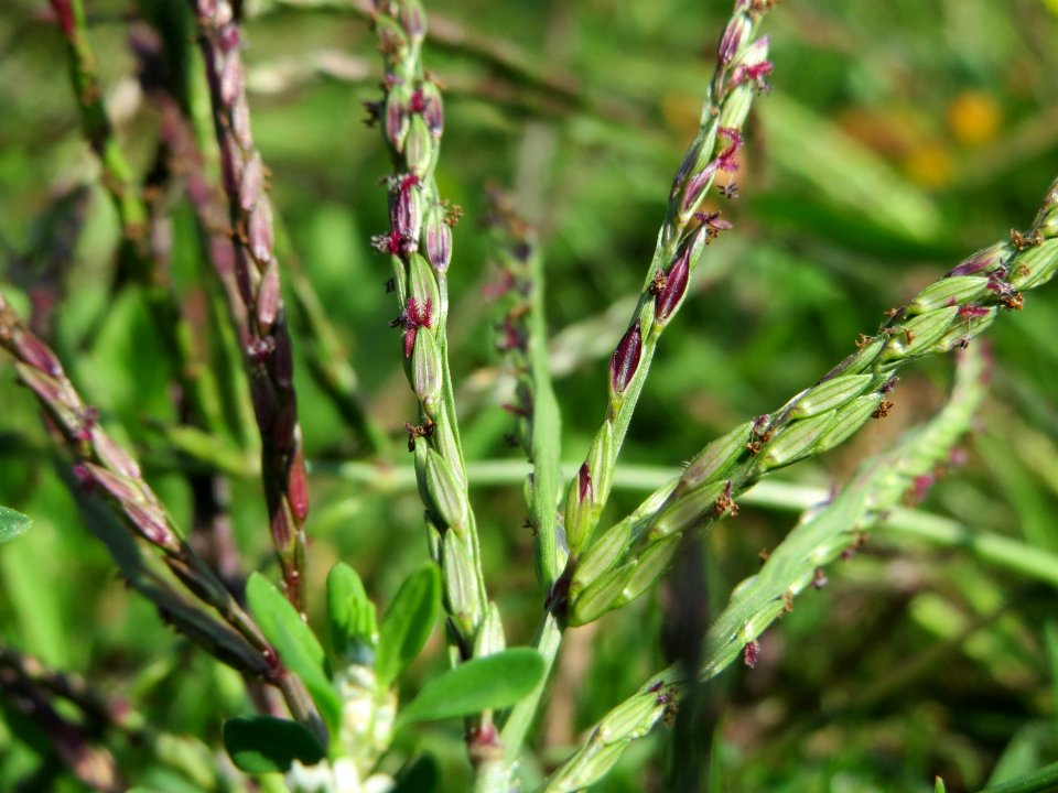 20140905Digitaria_sanguinalis2