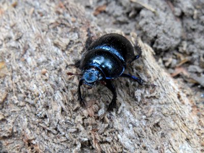 20140914Anoplotrupes_stercorosus1