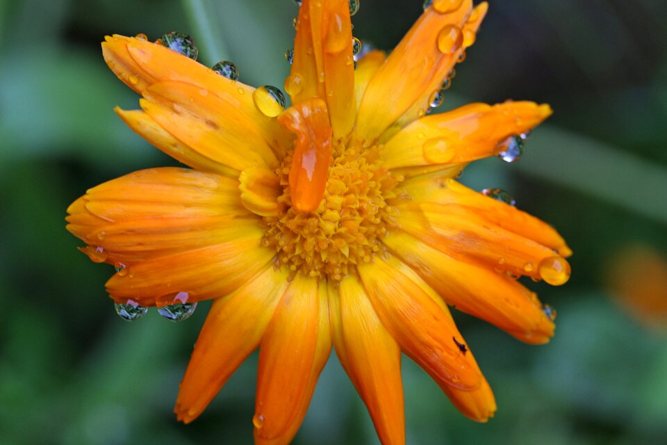 Orange blossom bloom