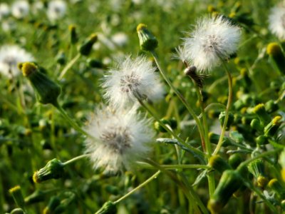 20140905Senecio_vulgaris5