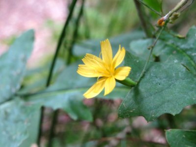 20140914Mycelis_muralis1