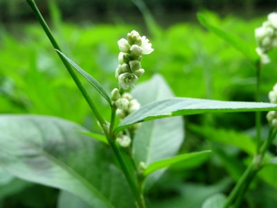 20140912Persicaria_lapathifolia1