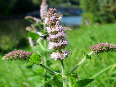 20140903Mentha_suaveolens1