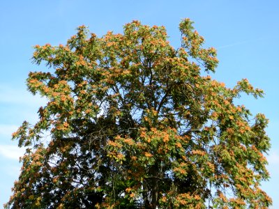 20140905Ailanthus_altissima2 photo