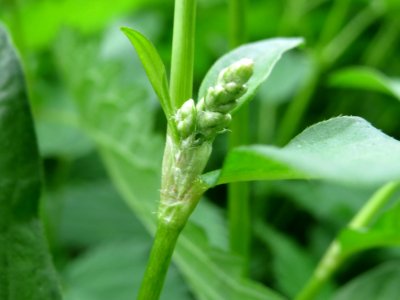 20140912Persicaria_lapathifolia5