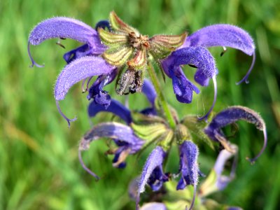 20140908Salvia_pratensis2
