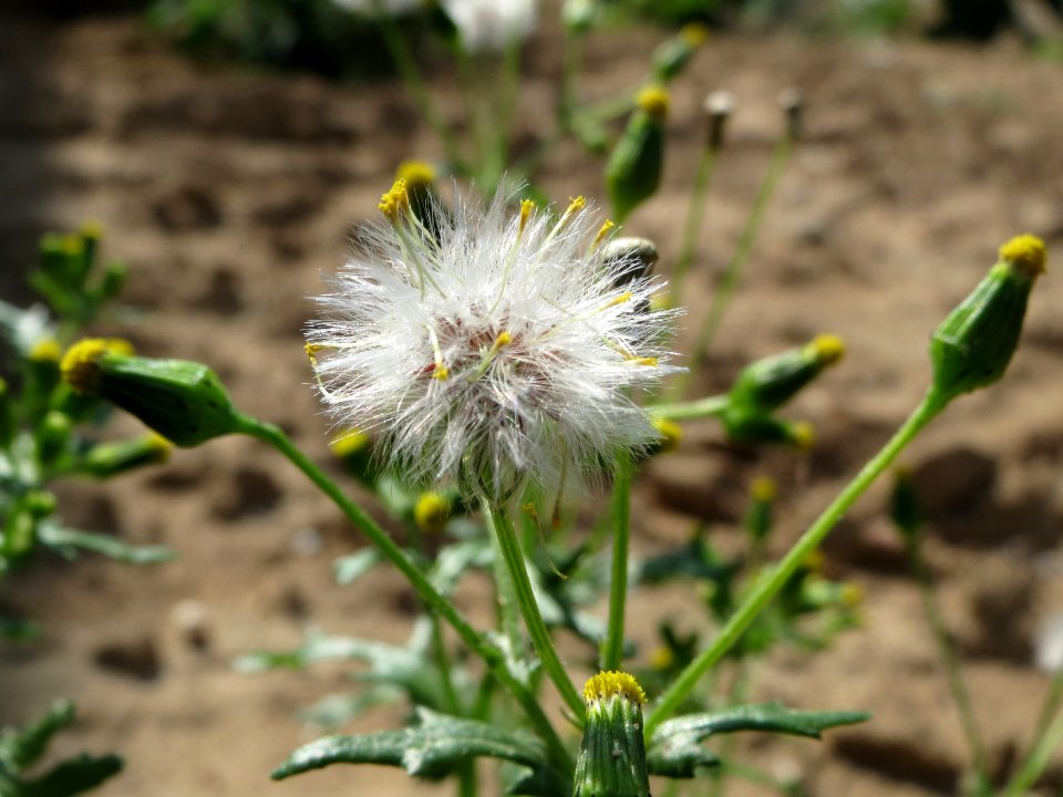 20140906Senecio_vulgaris