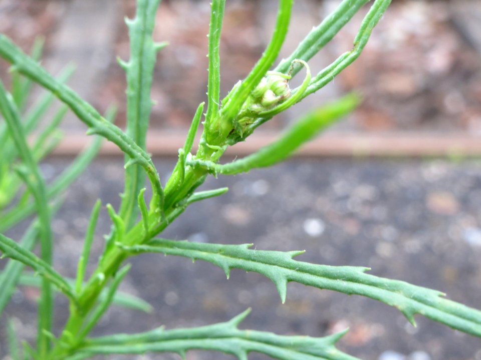 20140904Senecio_inaequidens1