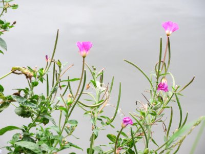 20140912Epilobium_hirsutum
