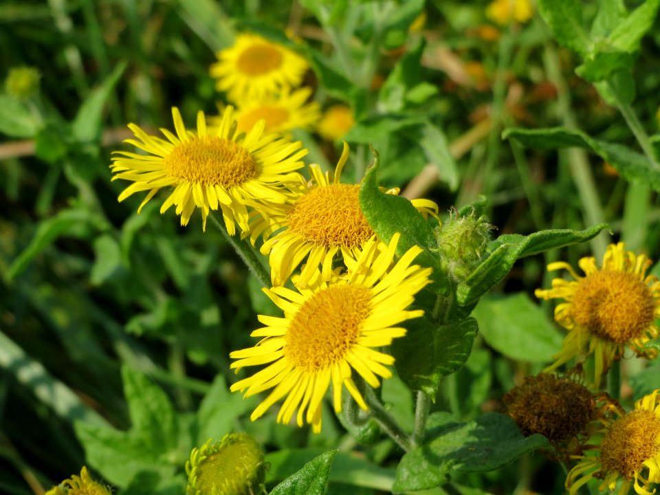 20140908Pulicaria_dysenterica04