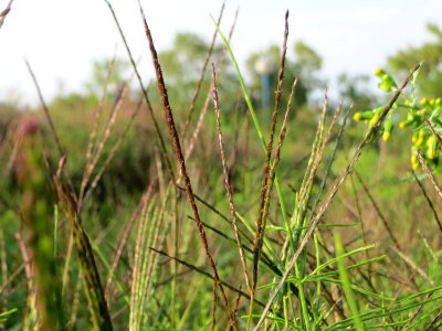 20140905Digitaria_sanguinalis3