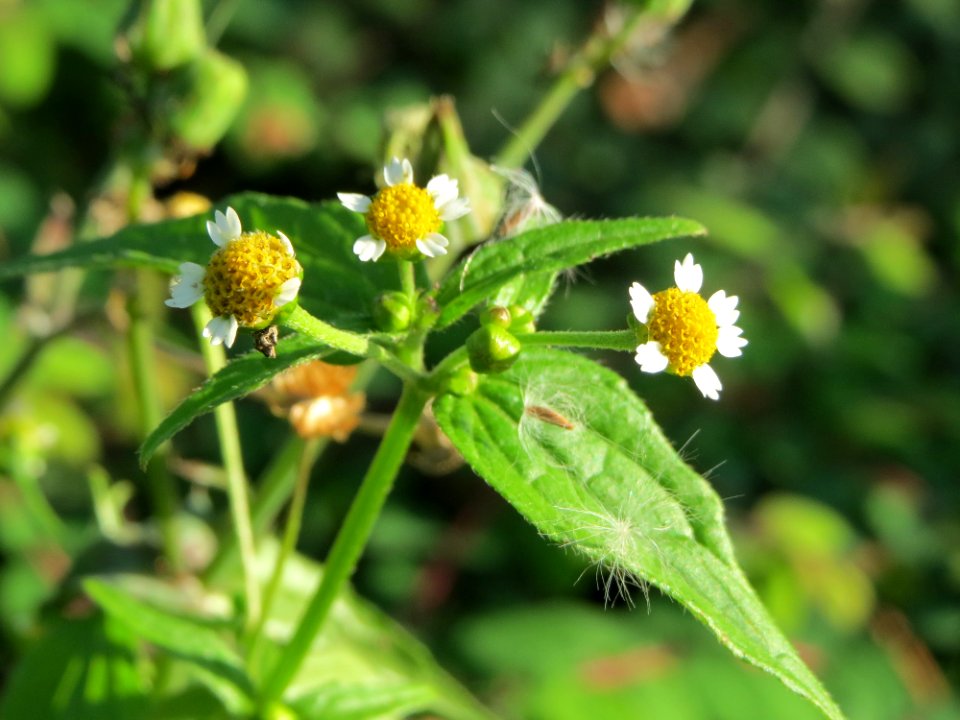 20140917Galinsoga_parviflora