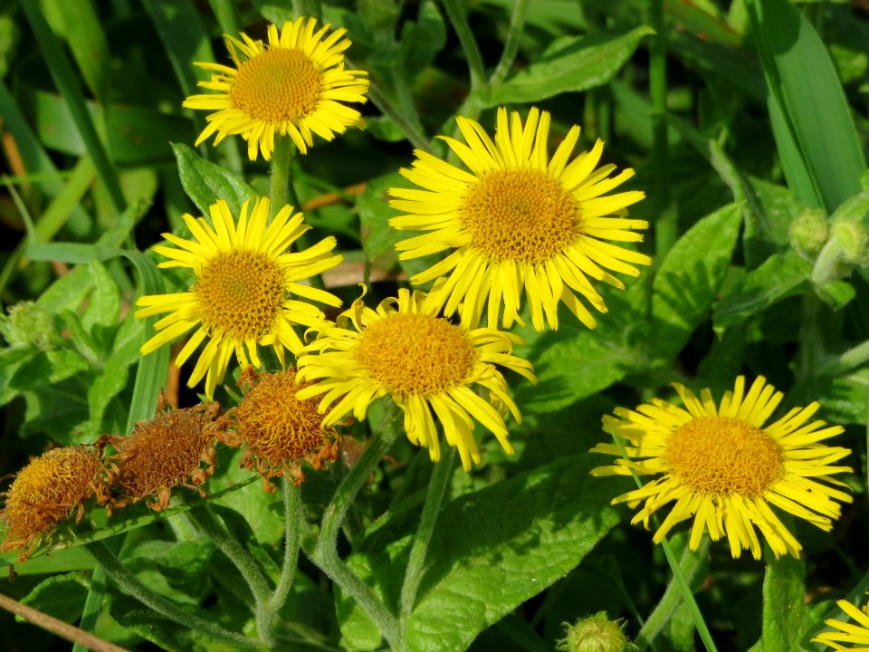 20140908Pulicaria_dysenterica08
