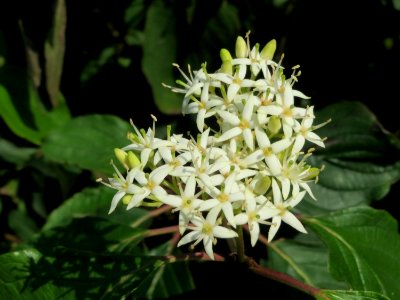 20140906Cornus_sanguinea2