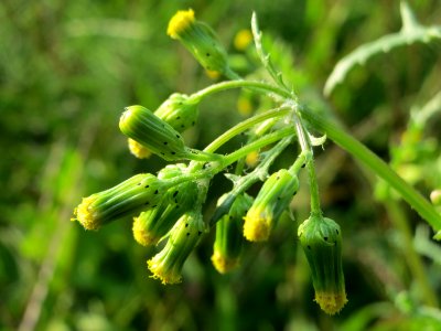 20140905Senecio_vulgaris1