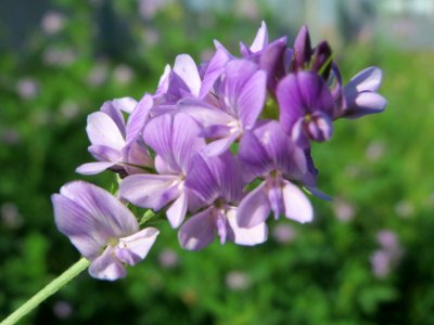 20140917Medicago_×_varia2