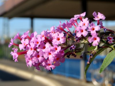 20140917Buddleja_davidii1