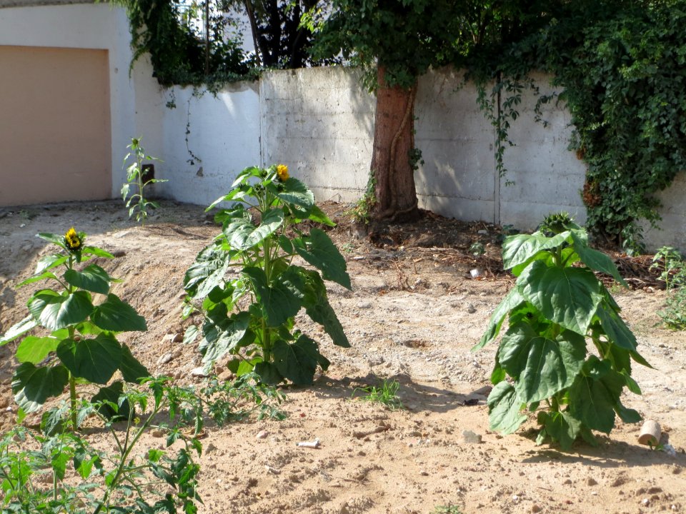 20140906Helianthus_annuus1