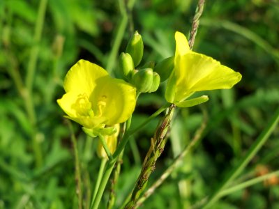 20140905Diplotaxis_tenuifolia2