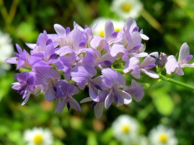 20140917Medicago_×_varia1