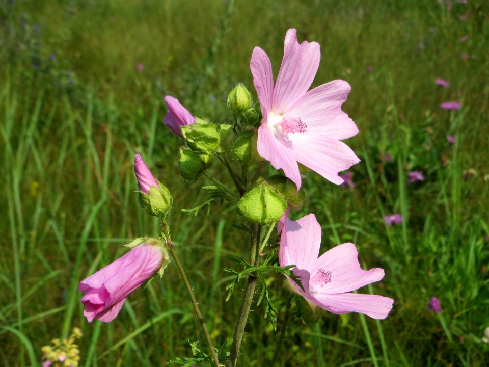 20140907Malva_alcea1