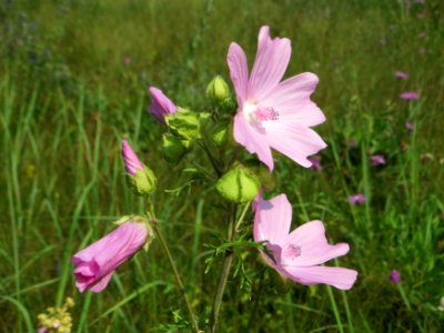 20140907Malva_alcea1