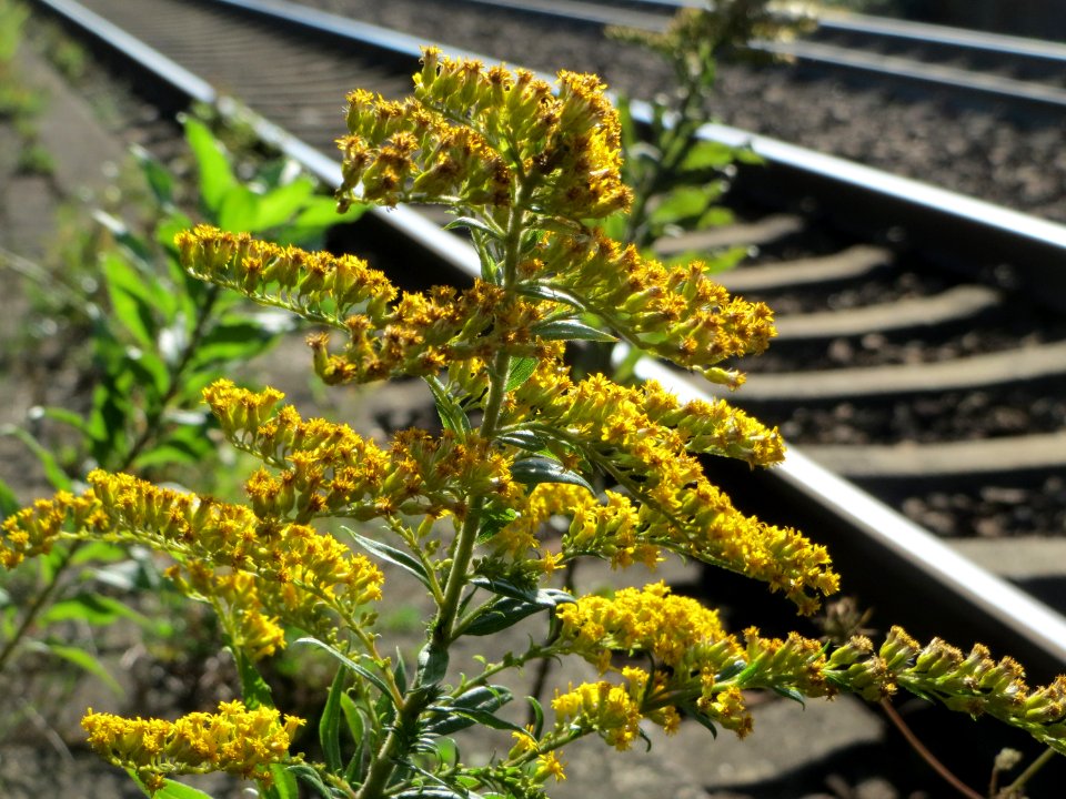 20140917Solidago_canadensis