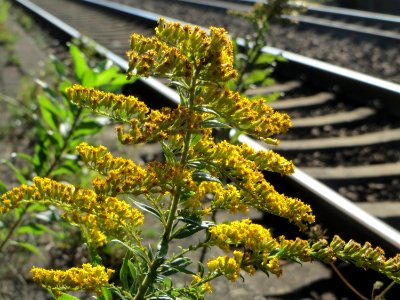 20140917Solidago_canadensis