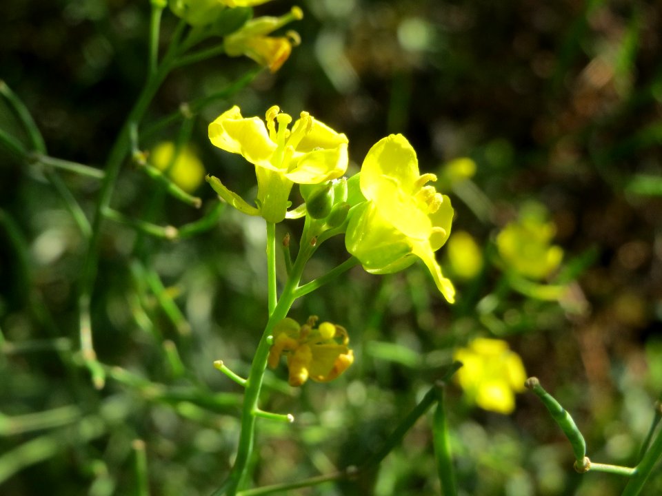 20140917Diplotaxis_tenuifolia2