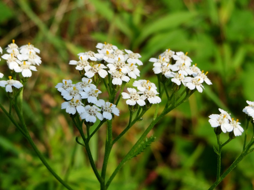 20140907Achillea_millefolium