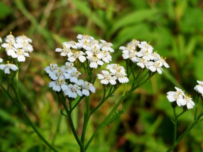 20140907Achillea_millefolium