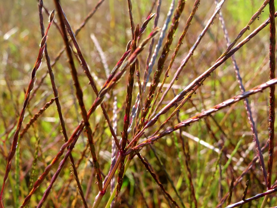 20140906Digitaria_sanguinalis2