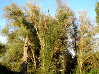 20140917Salix_alba