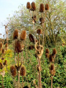 20140907Dipsacus_fullonum1